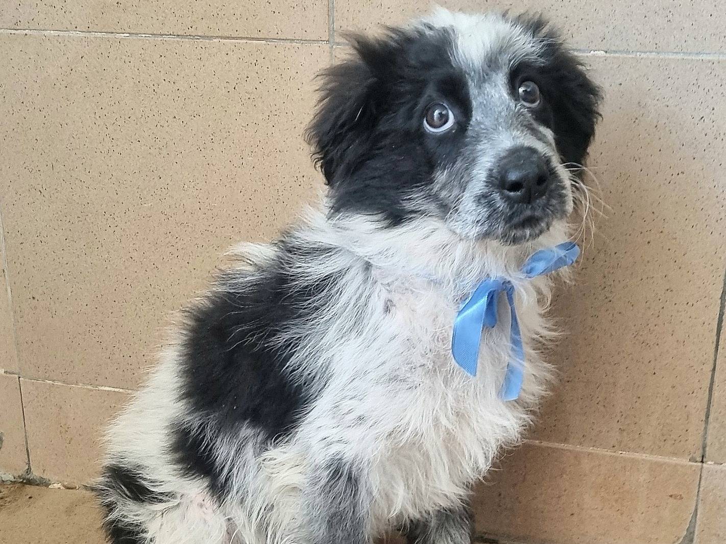 Adotta il cane Cardoncello a Bari