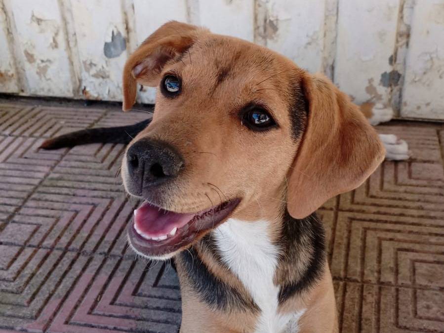 Adotta un cane, femmina, 5 mesi, Crotone