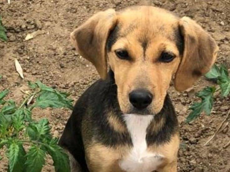 Adotta un cane, taglia media, femmina, Crotone