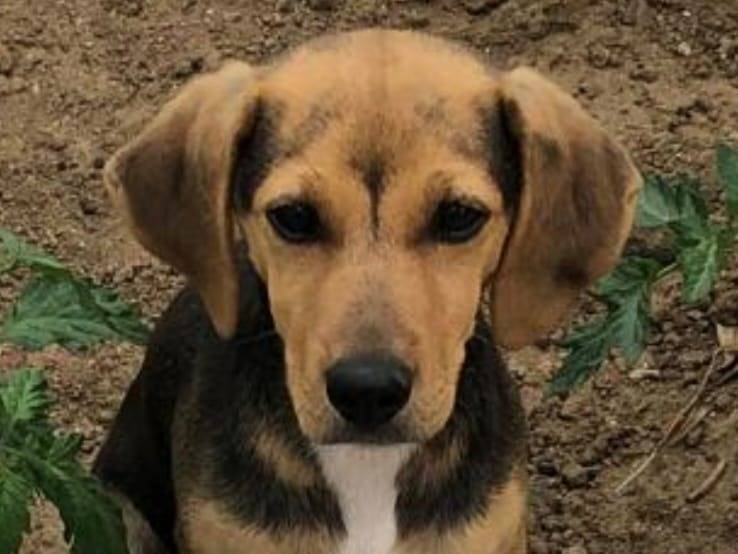 Vuoi adottare un cane a Crotone?