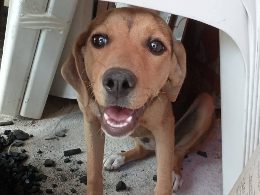 Adotta il cane ELSA a Crotone
