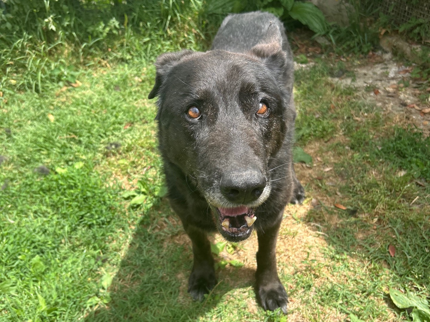 Adotta un cane, maschio, 10 anni  e 11 mesi , Latina