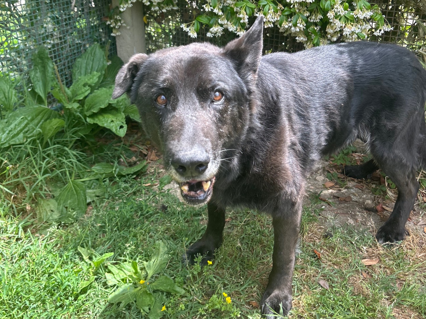 Adotta un cane, taglia media, maschio, Latina