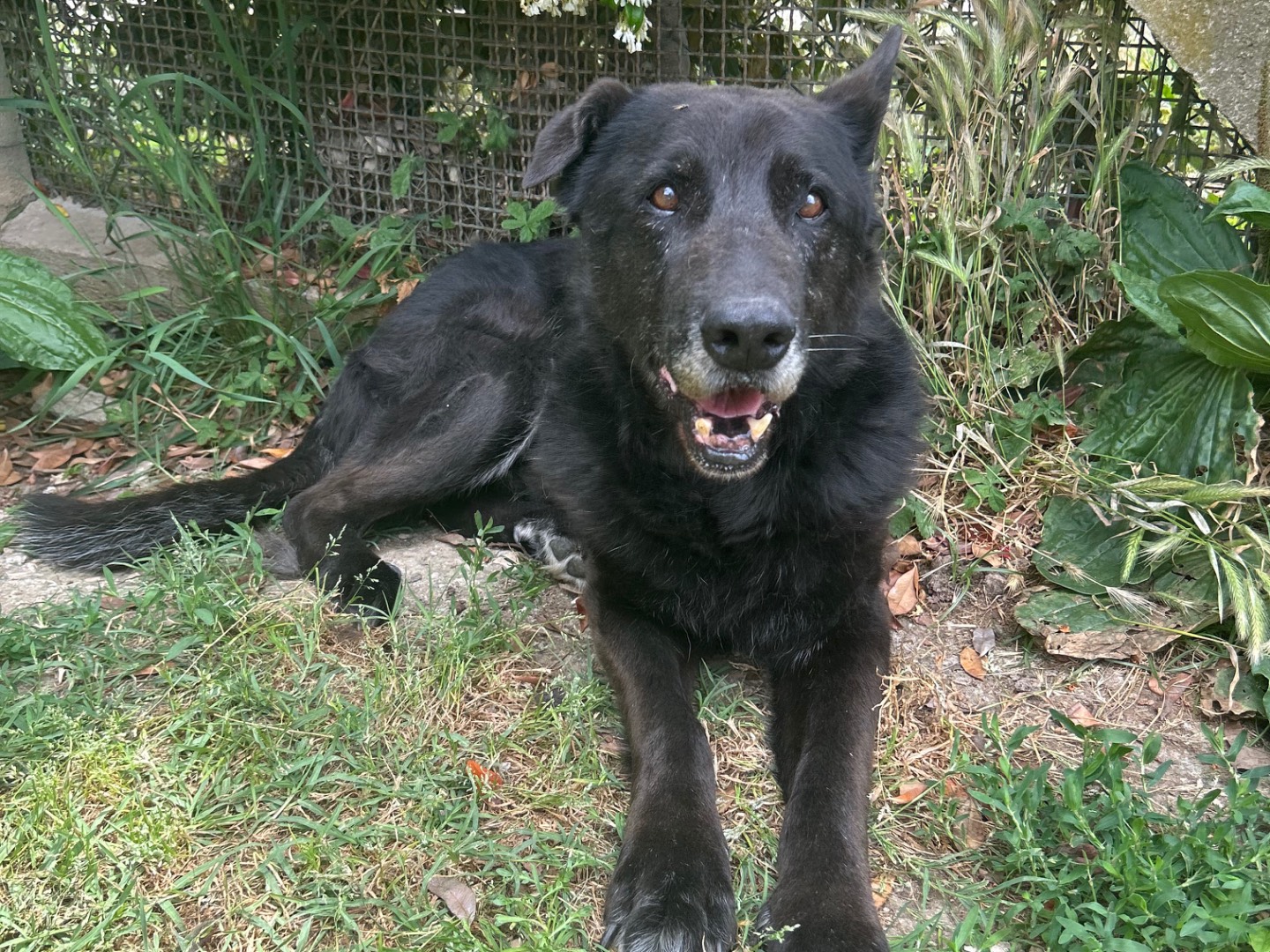 Vuoi adottare un cane a Latina?