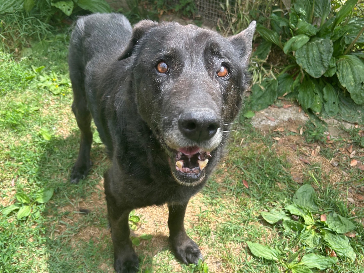 Adotta il cane Martin a Latina