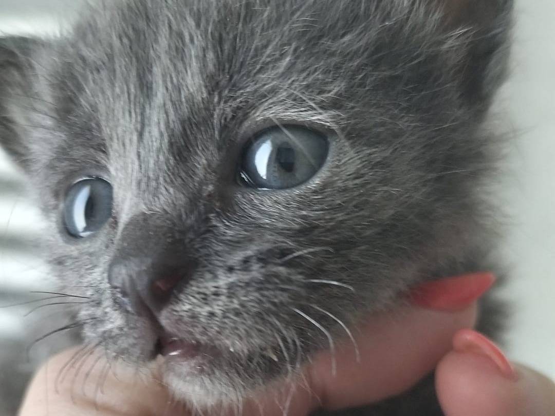 Adotta un gatto, taglia non valida, femmina, Matera
