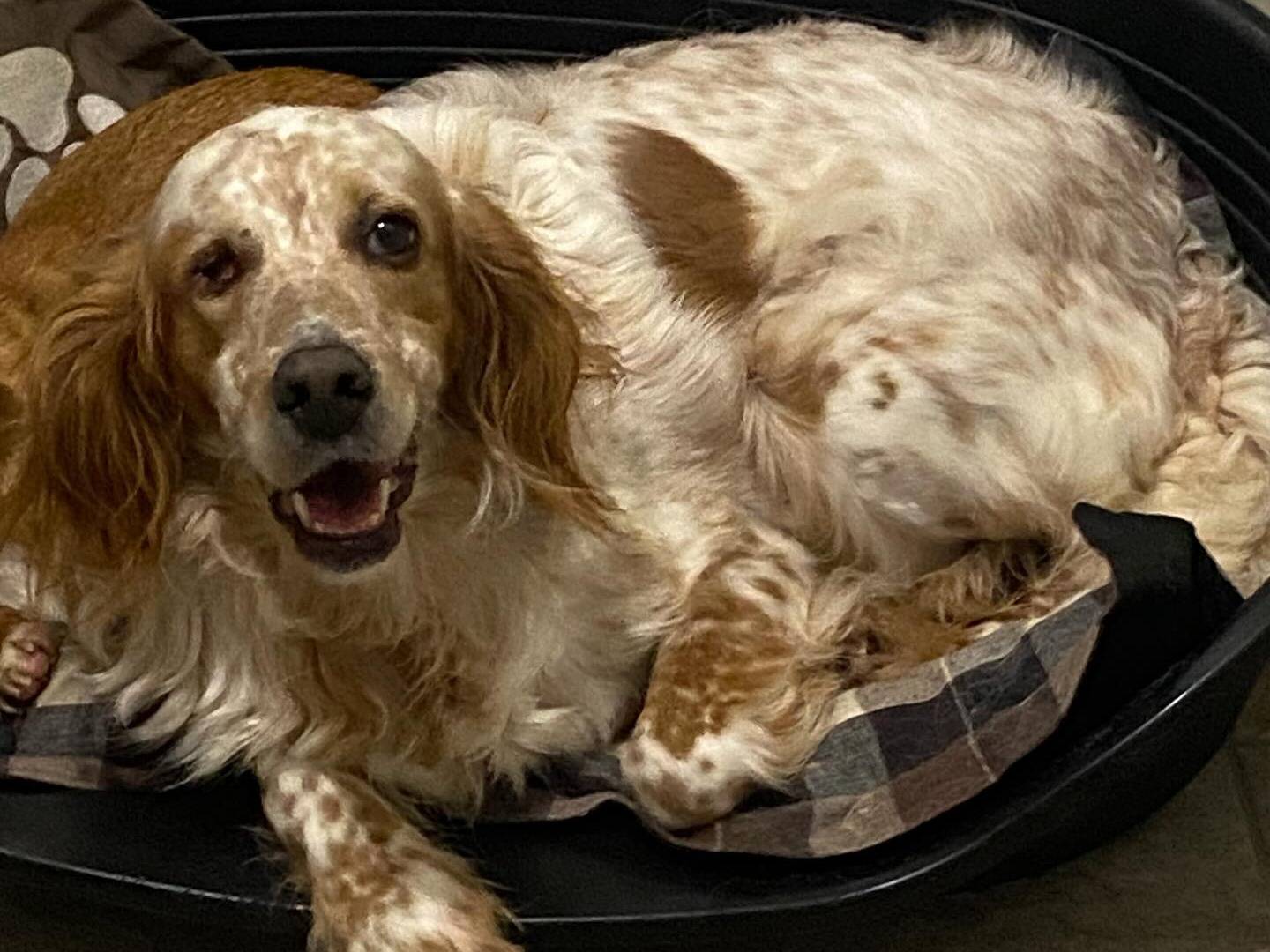 Vuoi adottare un cane a Latina?