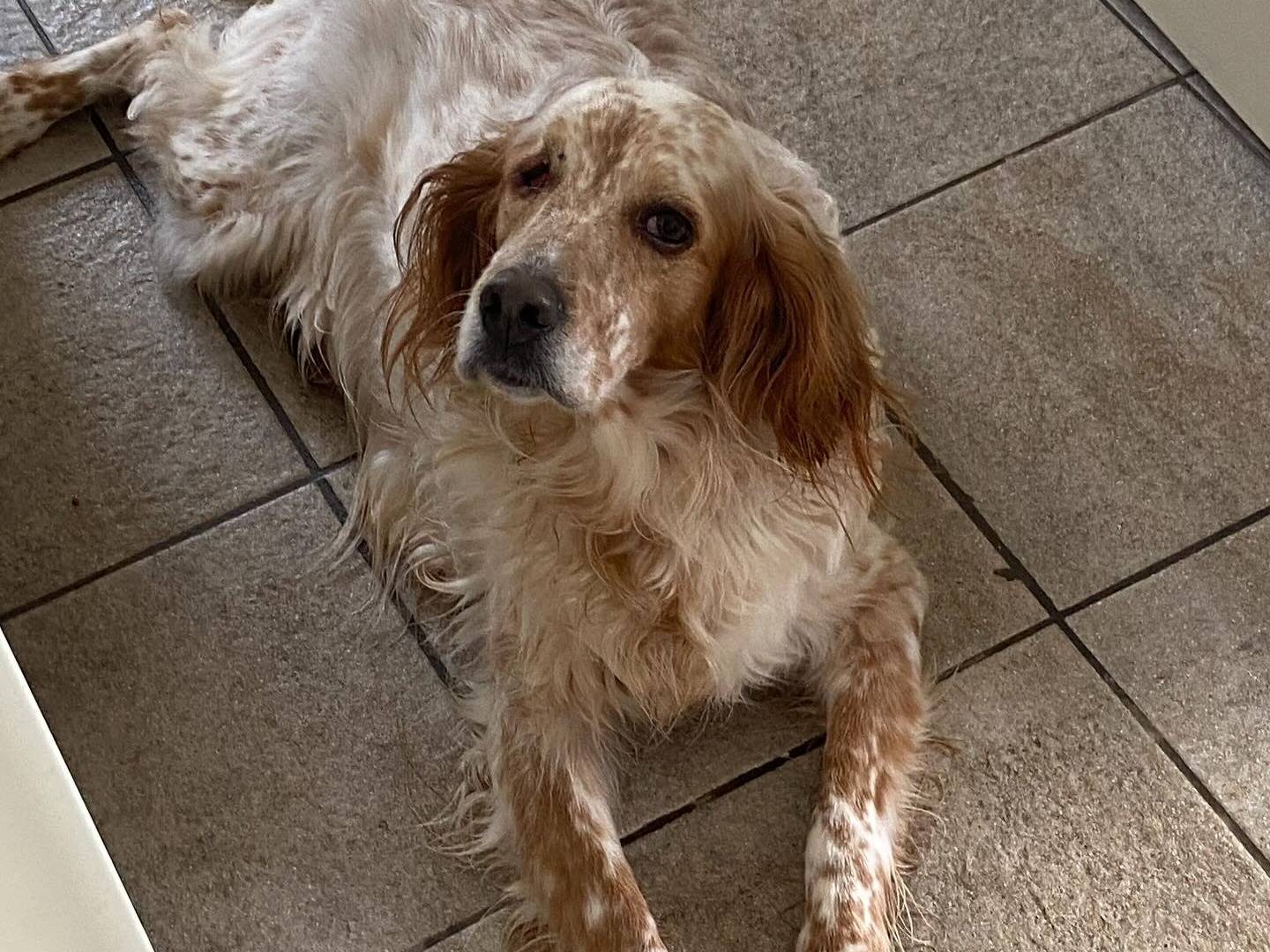Adotta il cane Principessa a Latina