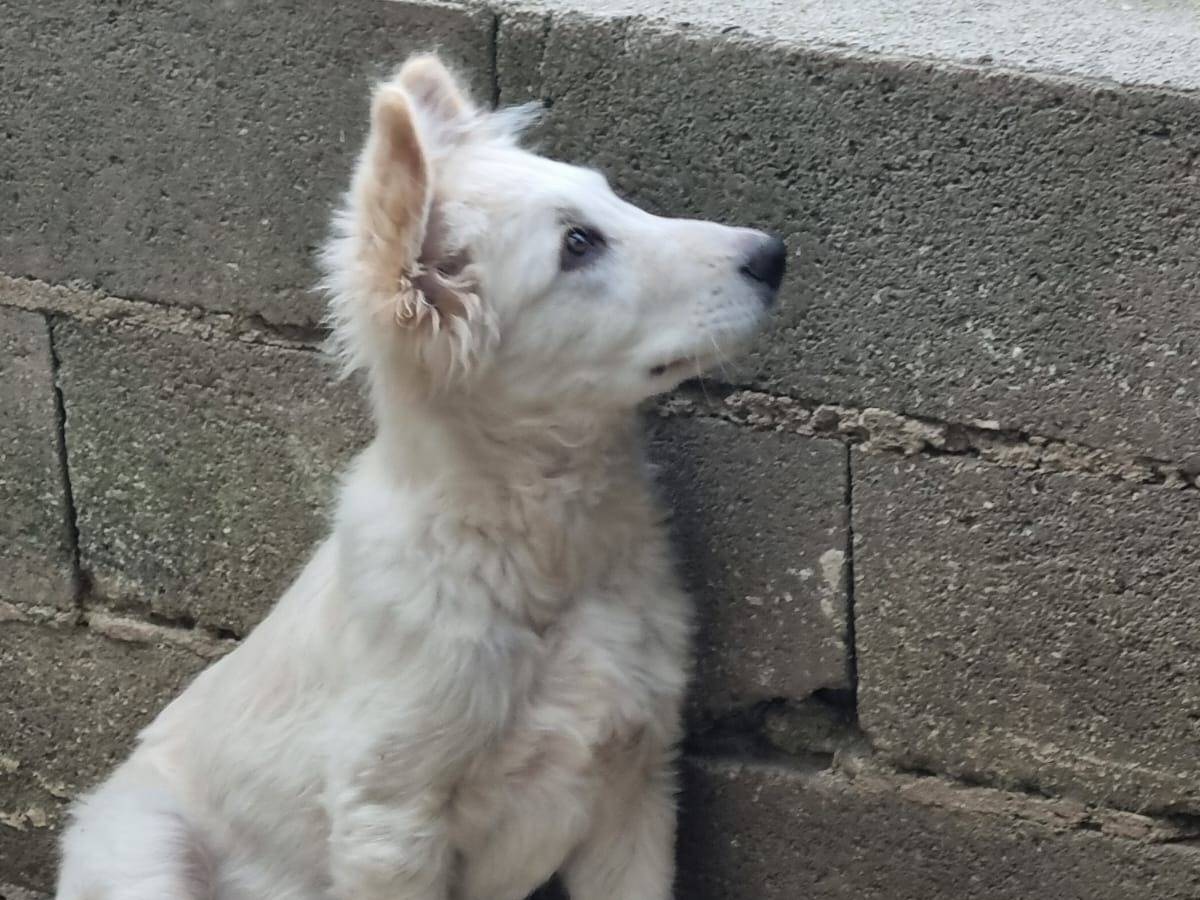 Adotta un cane, maschio, 4 mesi, Crotone