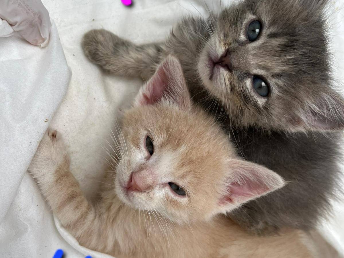 Foto dell'animale