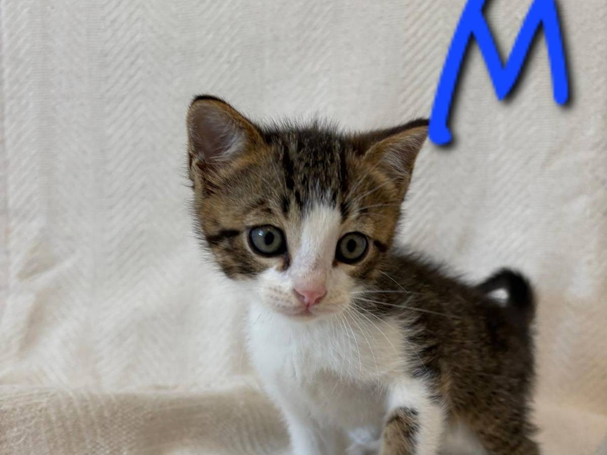 Adotta un gatto, taglia non valida, femmina, Treviso