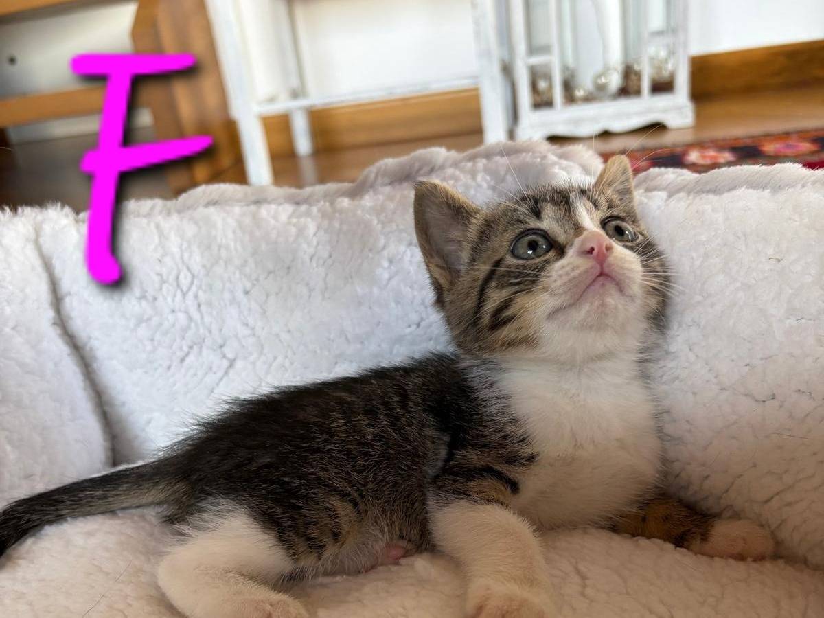 Vuoi adottare un gatto a Treviso?