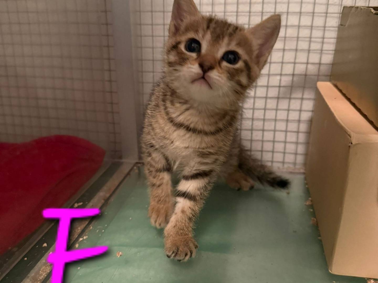 Adotta il gatto MIX  a Treviso