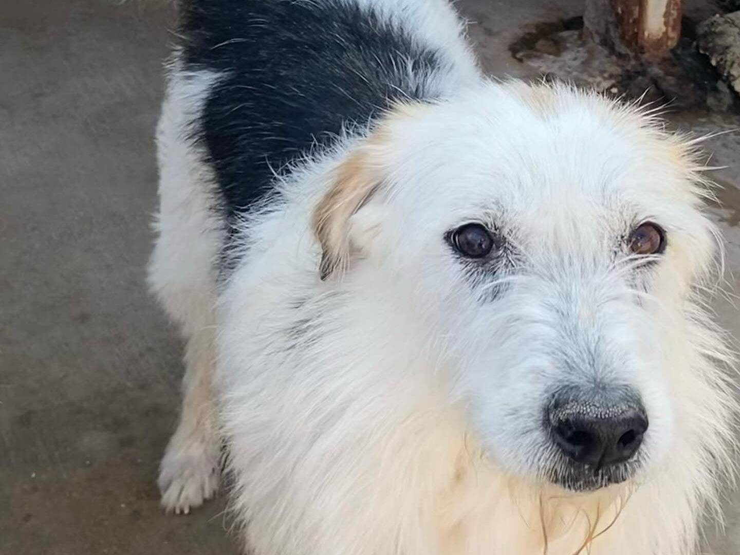 Adotta un cane, femmina, 5 anni  e 4 mesi , Latina