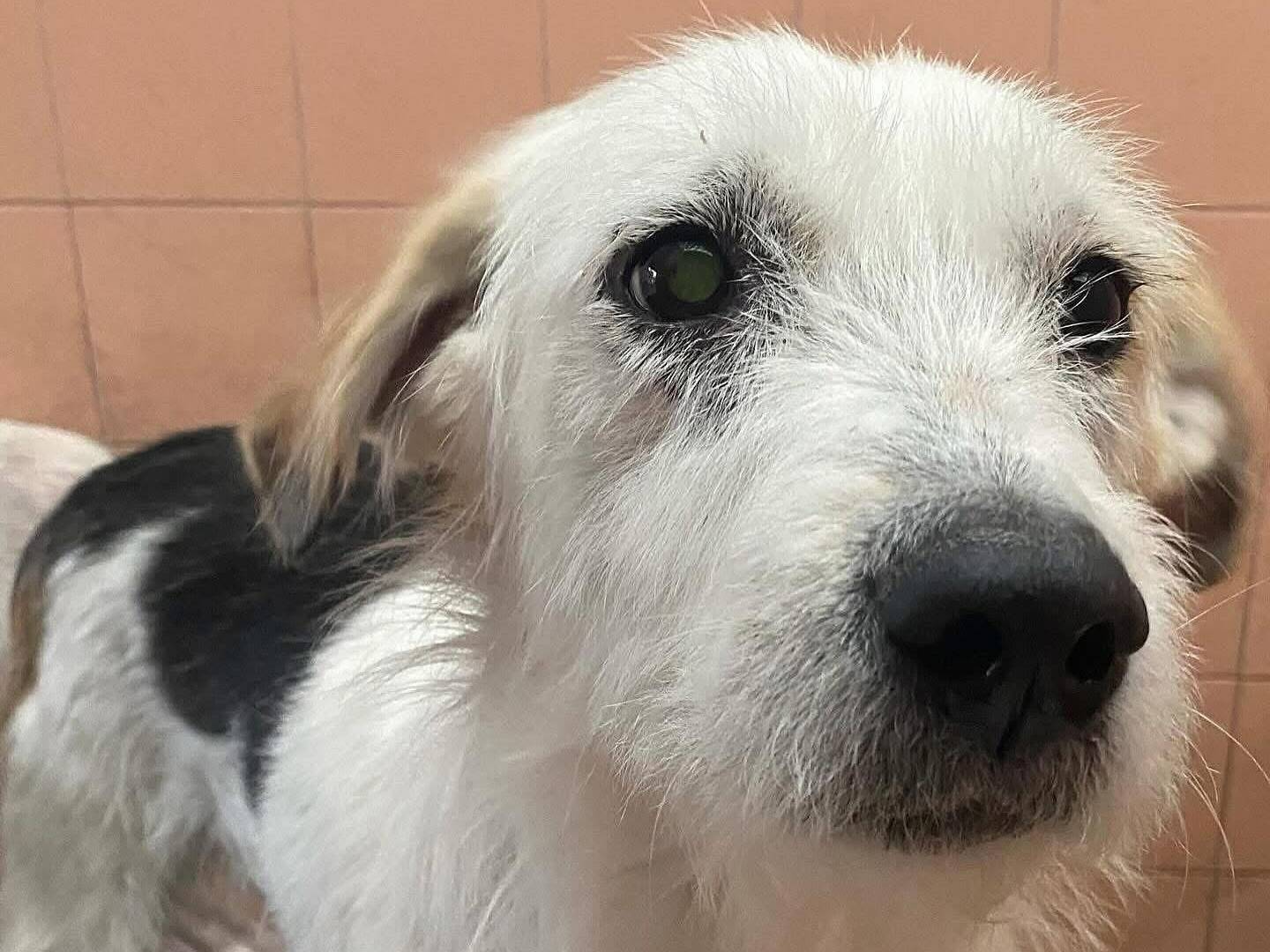 Adotta un cane, taglia media, femmina, Latina
