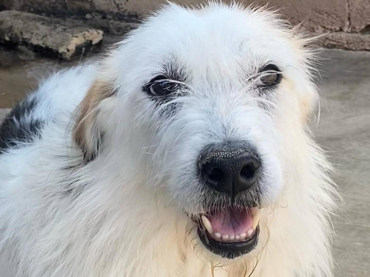 Vuoi adottare un cane a Latina?