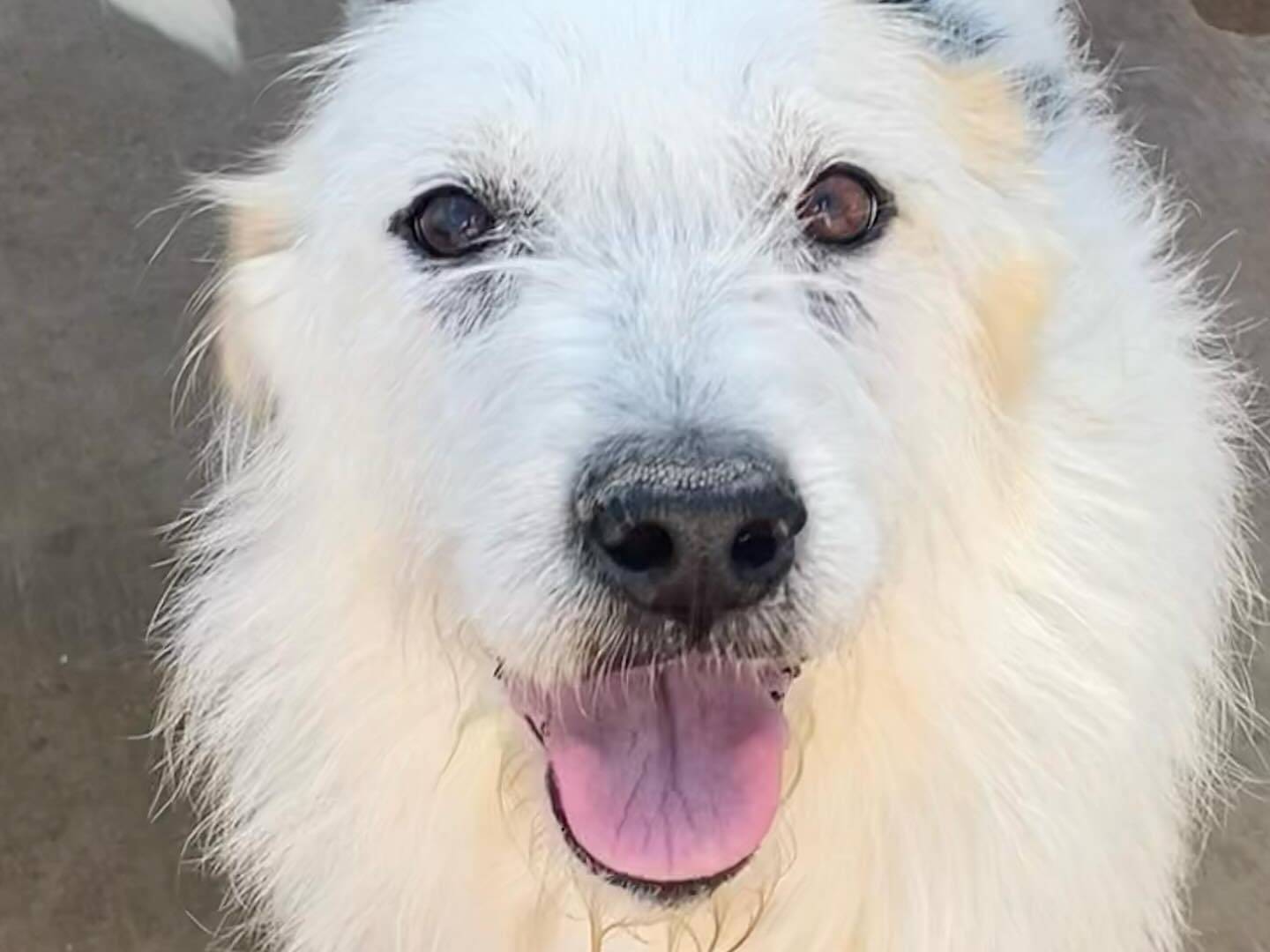 Adotta il cane SONYA a Latina