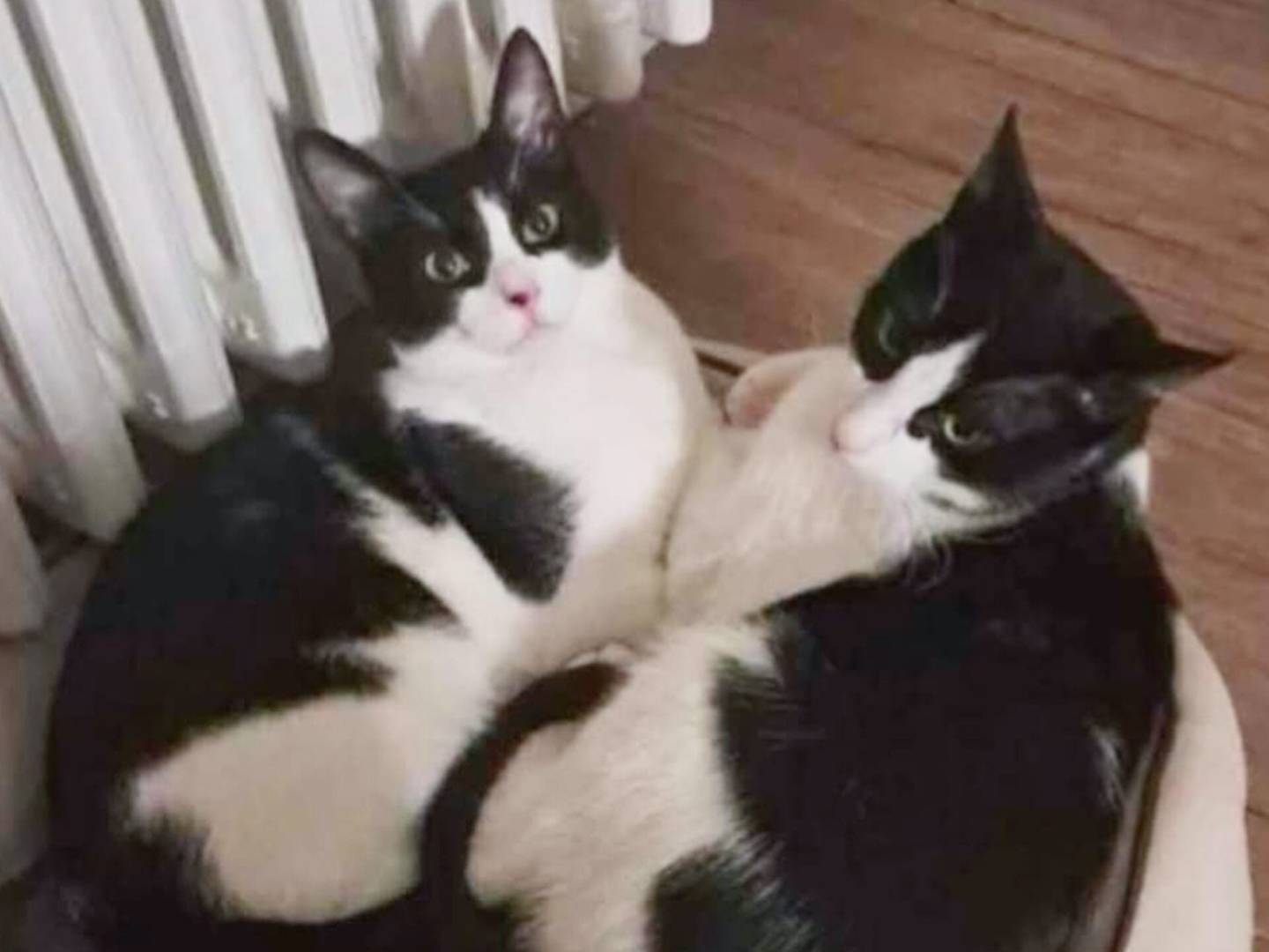 Foto dell'animale
