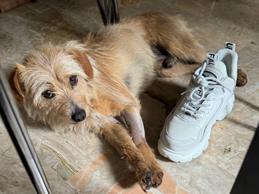 Foto dell'animale