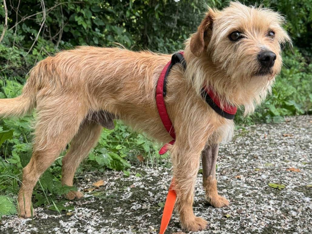 Adotta un cane, maschio, 2 anni , Teramo
