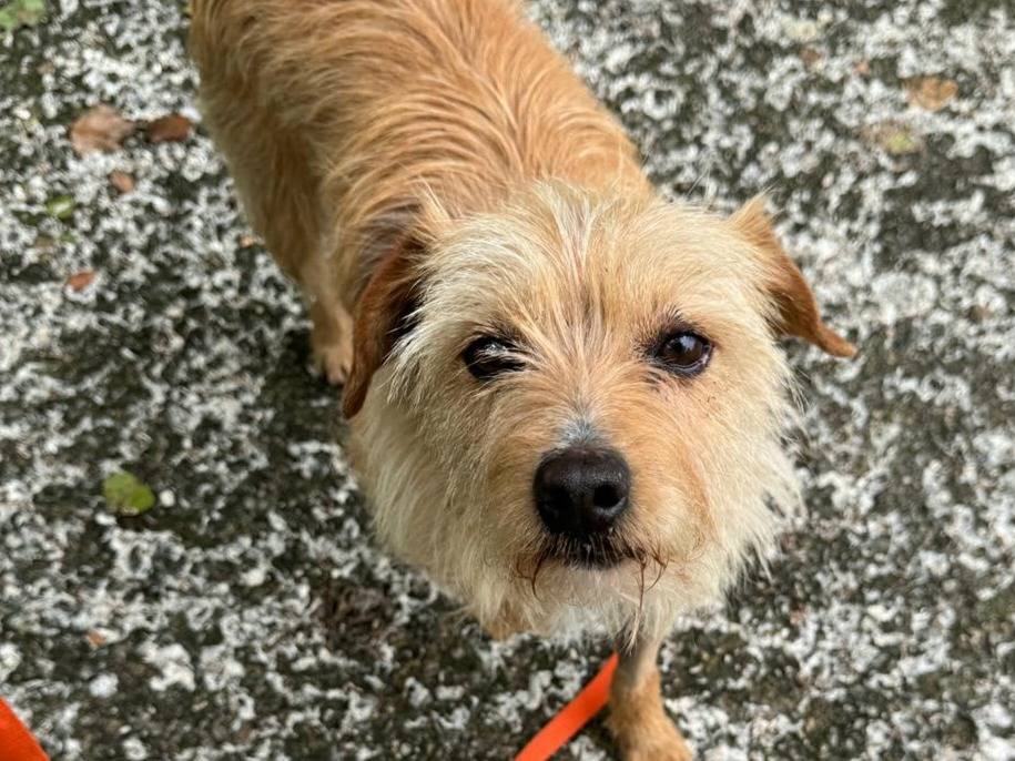 Adotta un cane, taglia piccola, maschio, Teramo