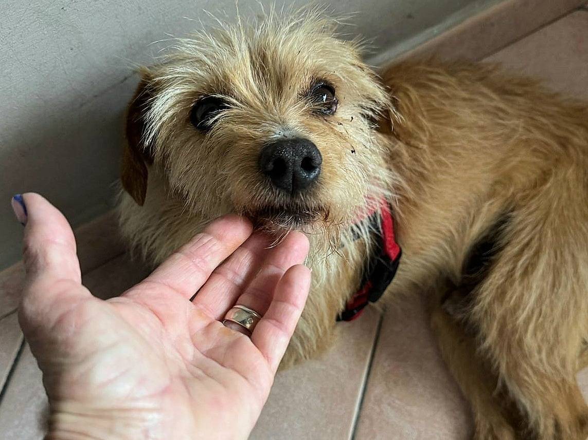 Vuoi adottare un cane a Teramo?