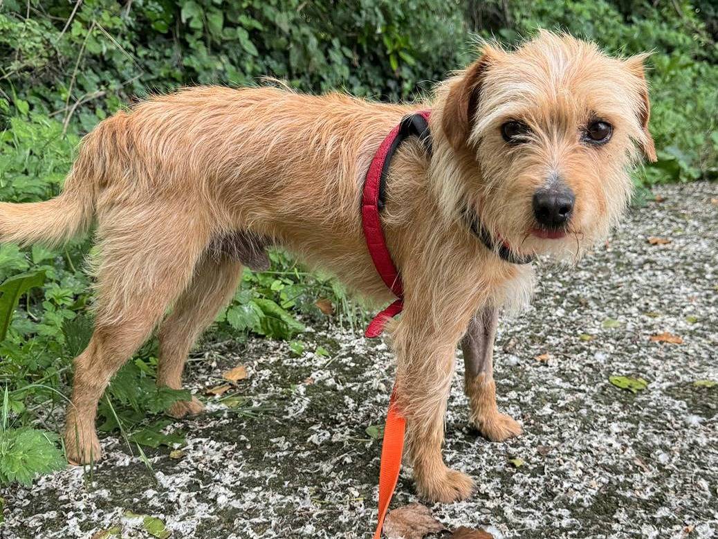 Adotta il cane Orazio a Teramo