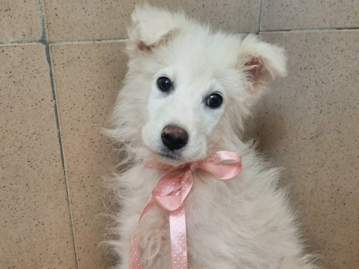 Adotta un cane, femmina, 3 mesi, Taranto