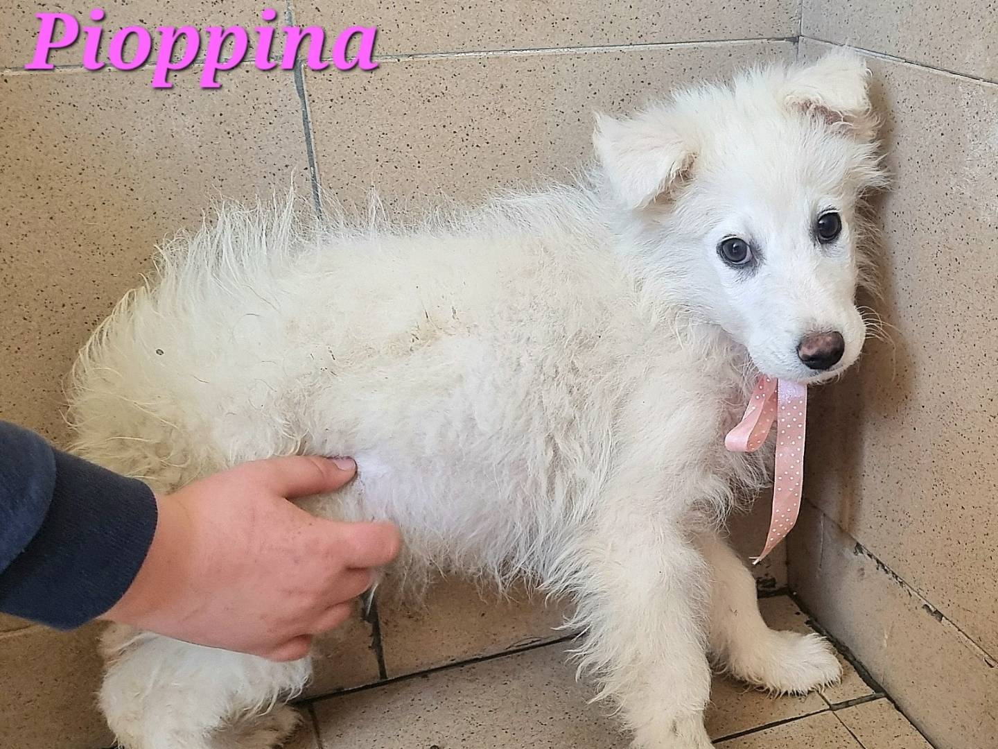 Adotta un cane, taglia grande, femmina, Taranto