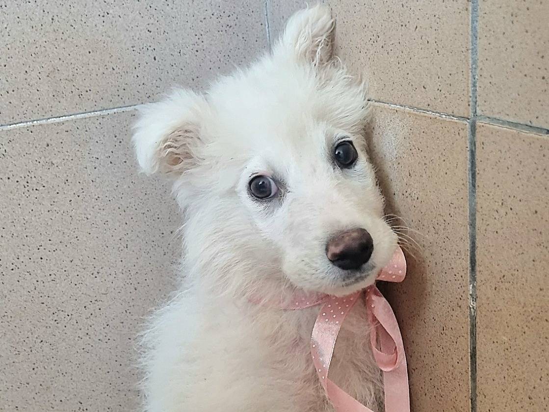 Vuoi adottare un cane a Taranto?