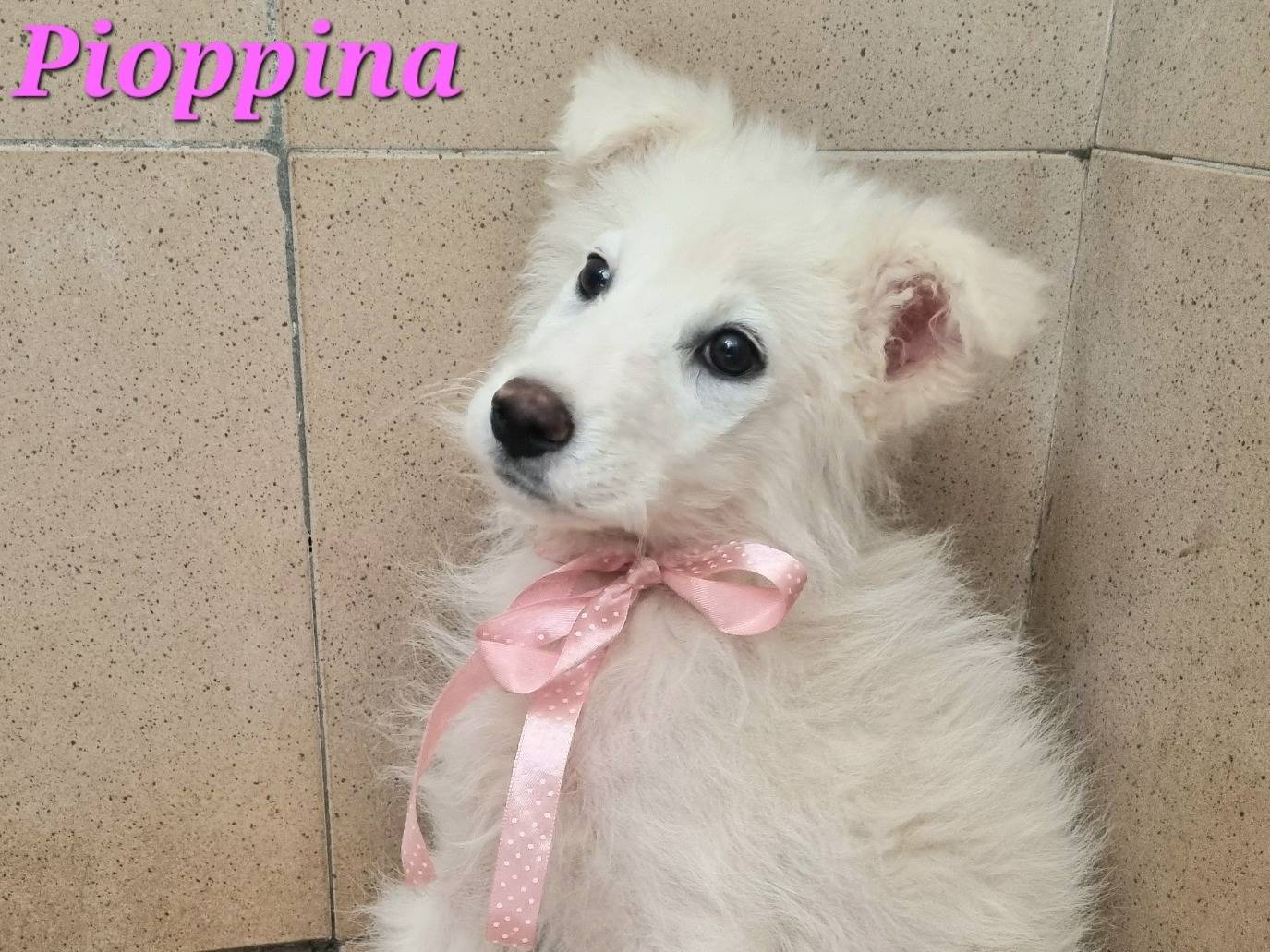 Adotta il cane Pioppina a Taranto