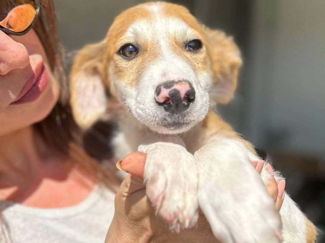 Adotta un cane, maschio, 3 mesi, Torino