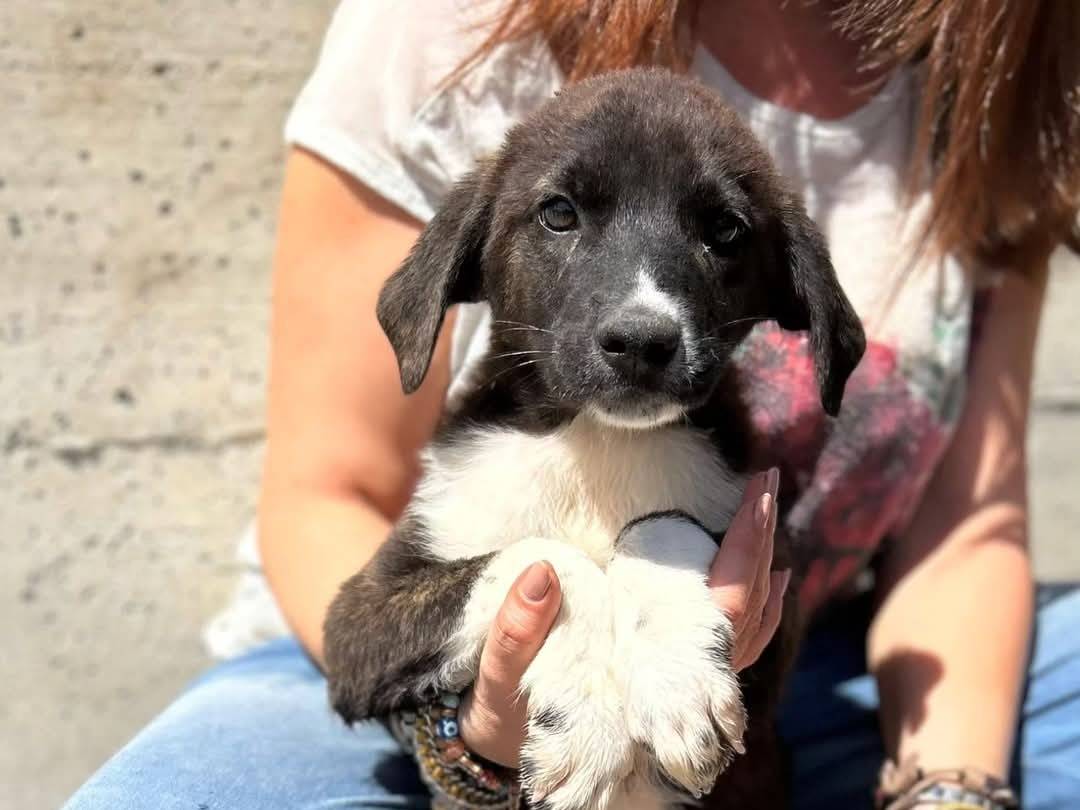 Adotta un cane, maschio, 3 mesi, Torino