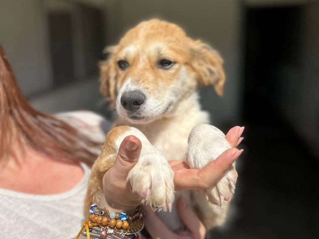 Foto dell'animale