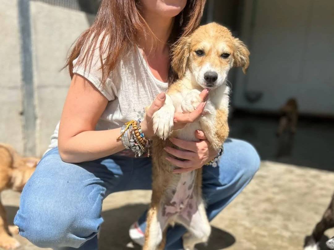 Adotta un cane, maschio, 3 mesi, Torino