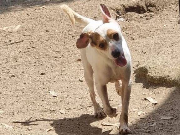 Vuoi adottare un cane a Caserta?