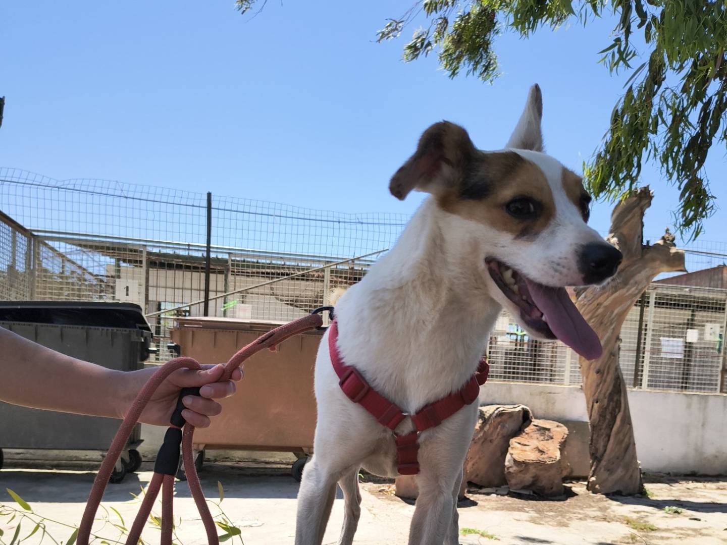 Adotta il cane MORENO a Caserta
