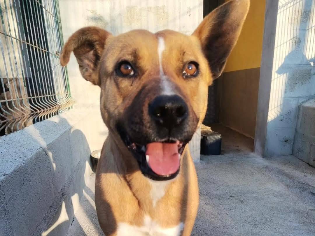 Adotta un cane, femmina, 1 anno e 3 mesi , Torino