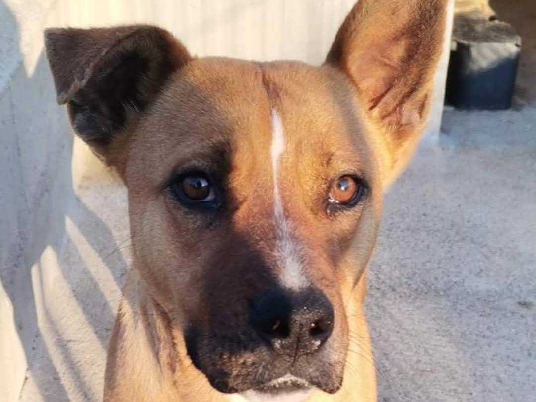 Adotta un cane, taglia media, femmina, Torino