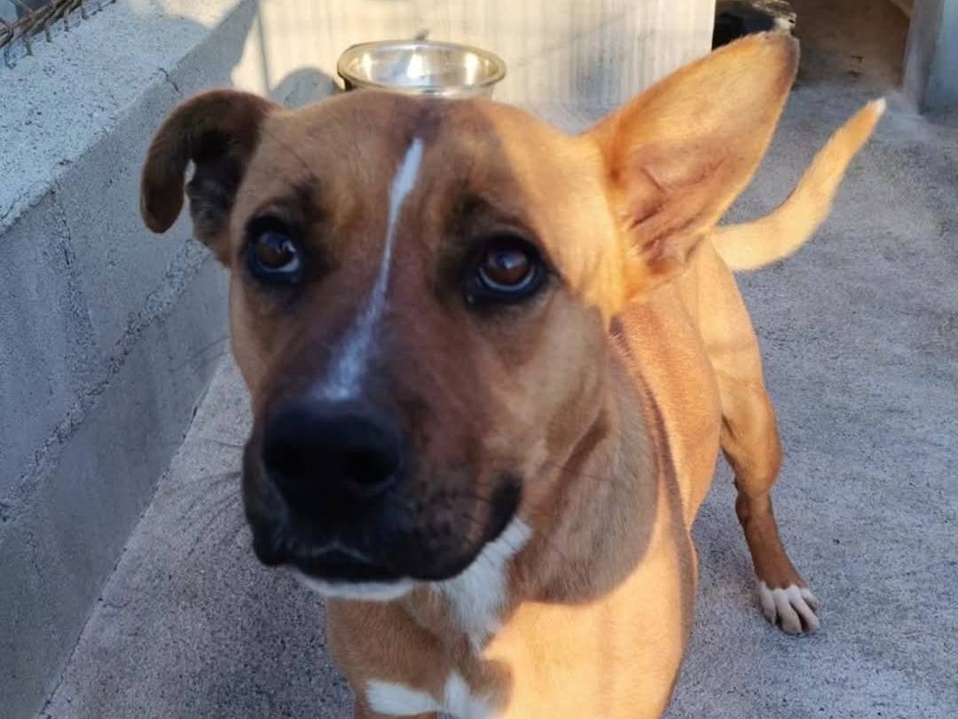 Vuoi adottare un cane a Torino?