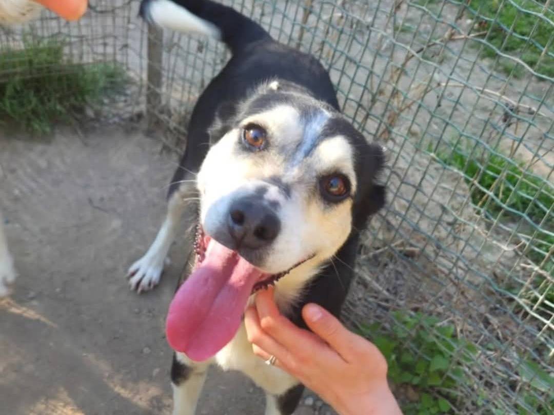 Adotta un cane, femmina, 3 anni  e 7 mesi , Torino