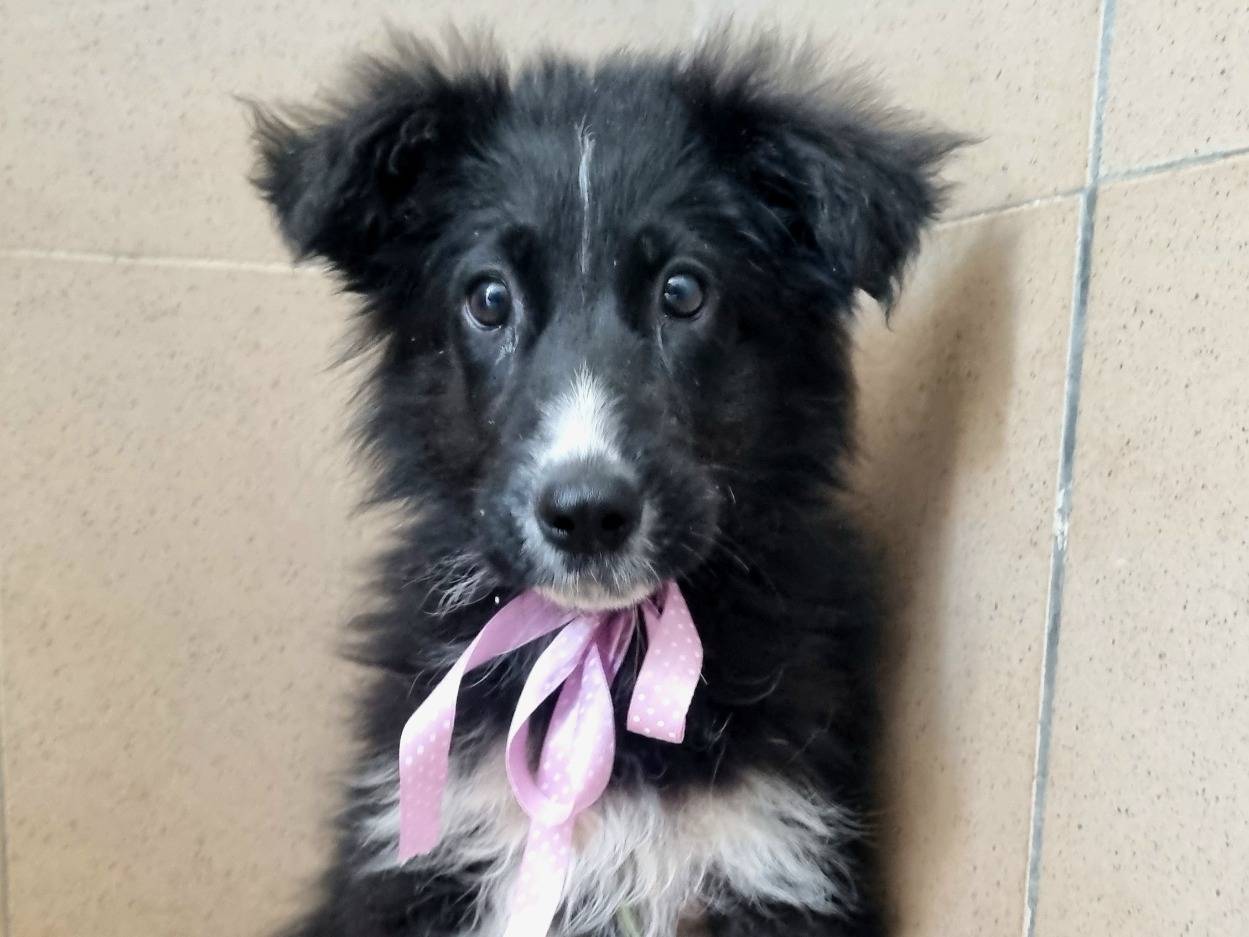 Adozione cane, femmina, Border Collie Razza sconosciuta, 3 mesi, taglia media, Taranto