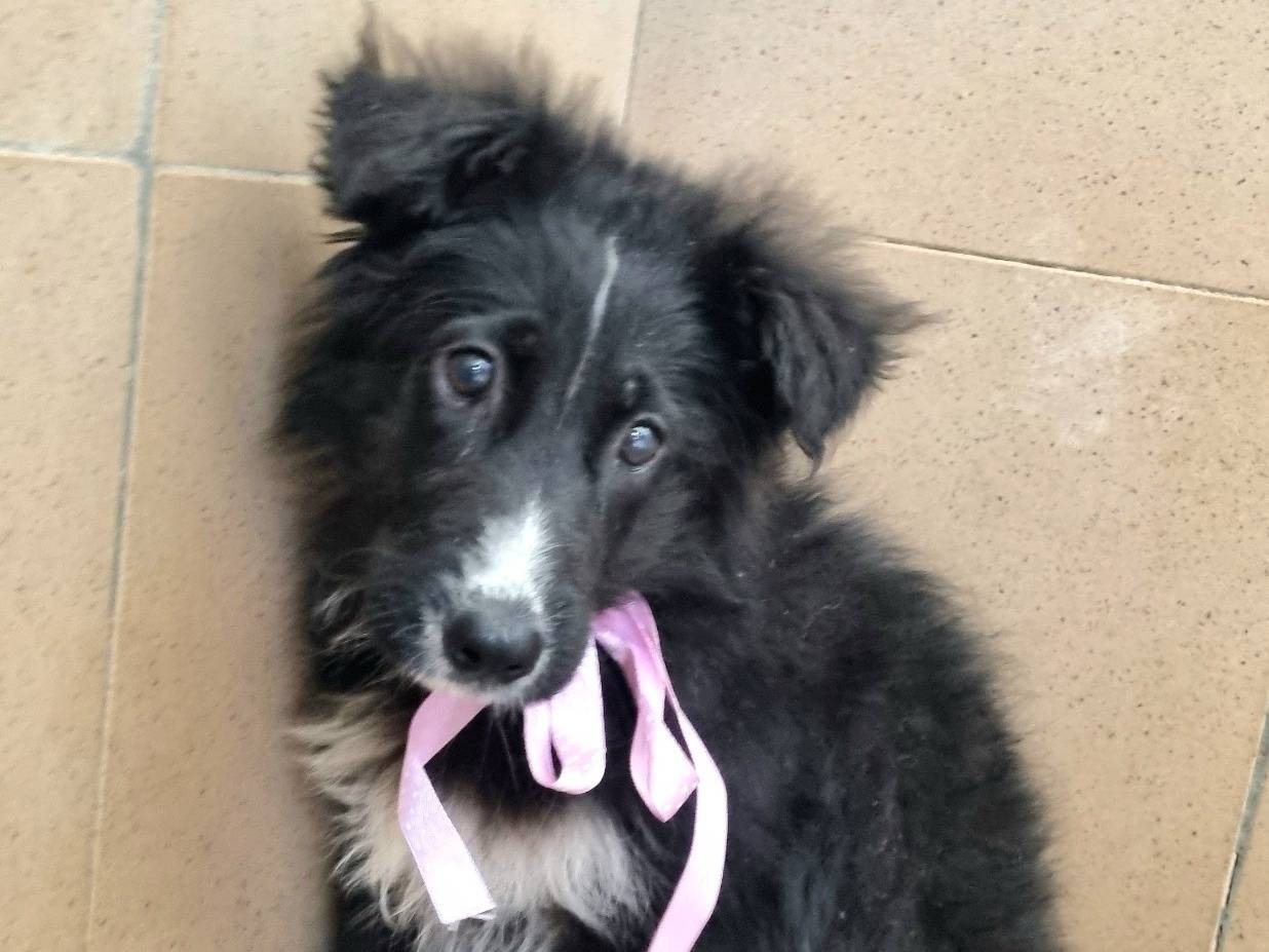 Adotta un cane, femmina, 3 mesi, Taranto