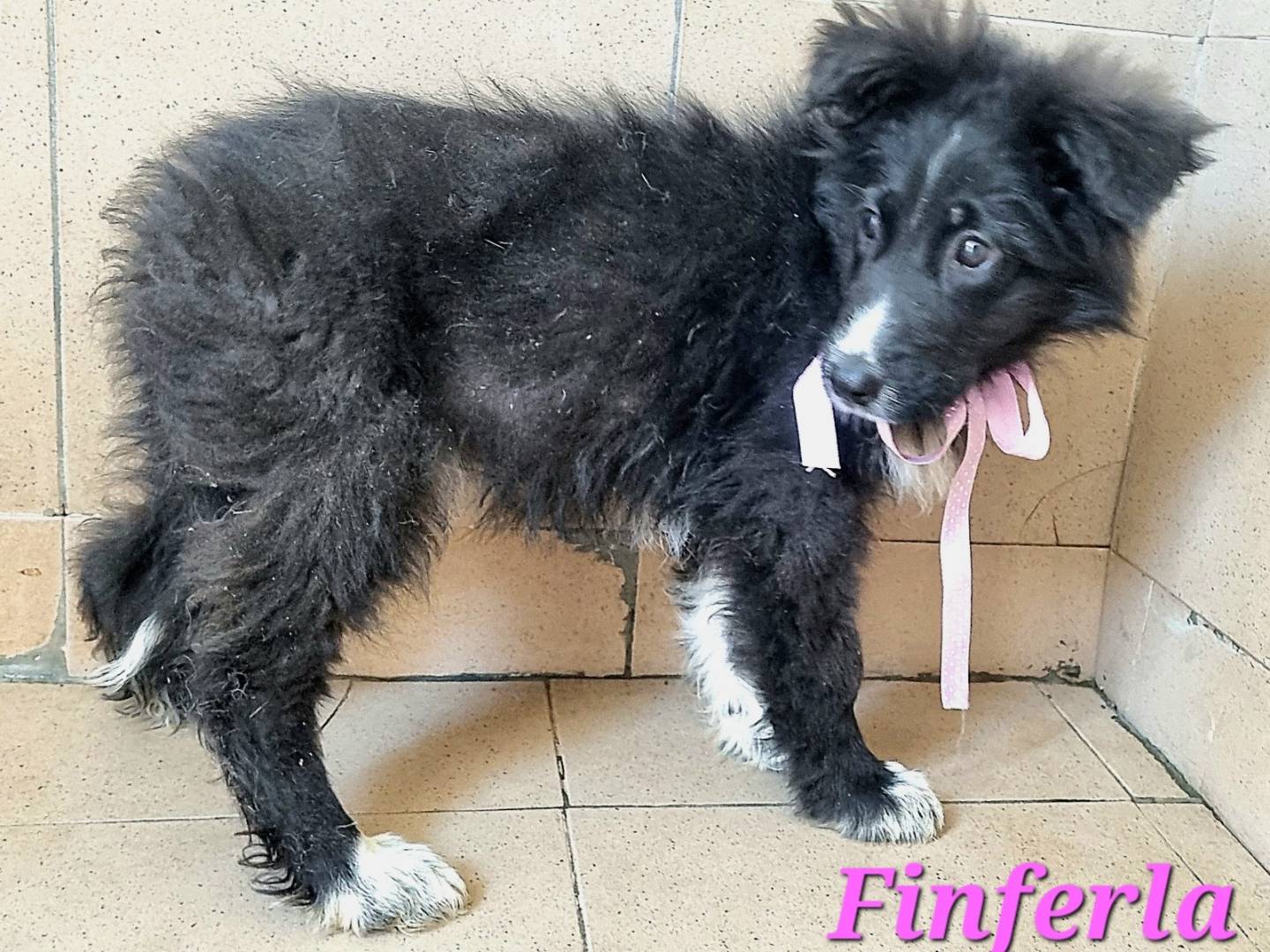Adotta un cane, taglia media, femmina, Taranto
