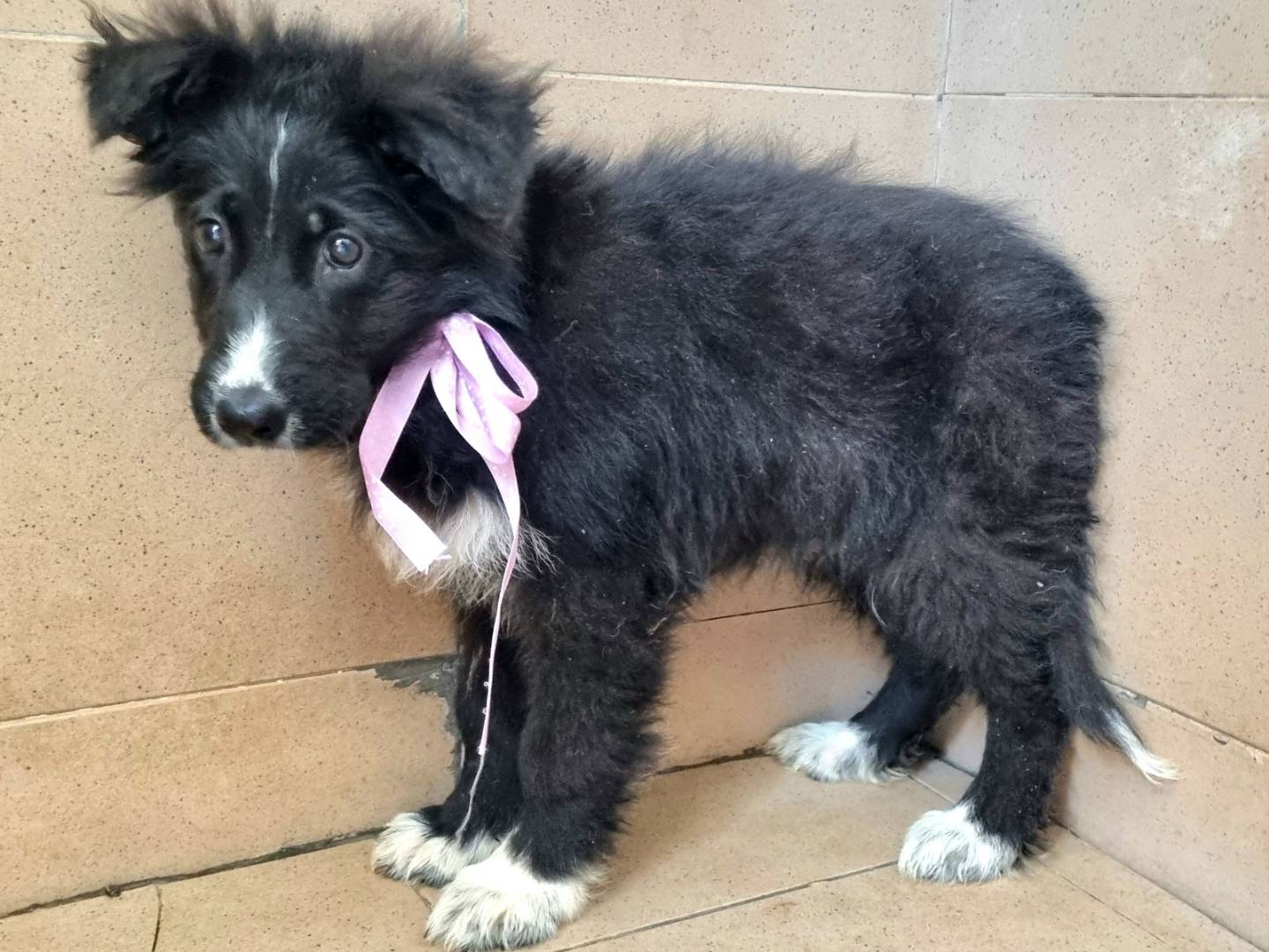 Vuoi adottare un cane a Taranto?