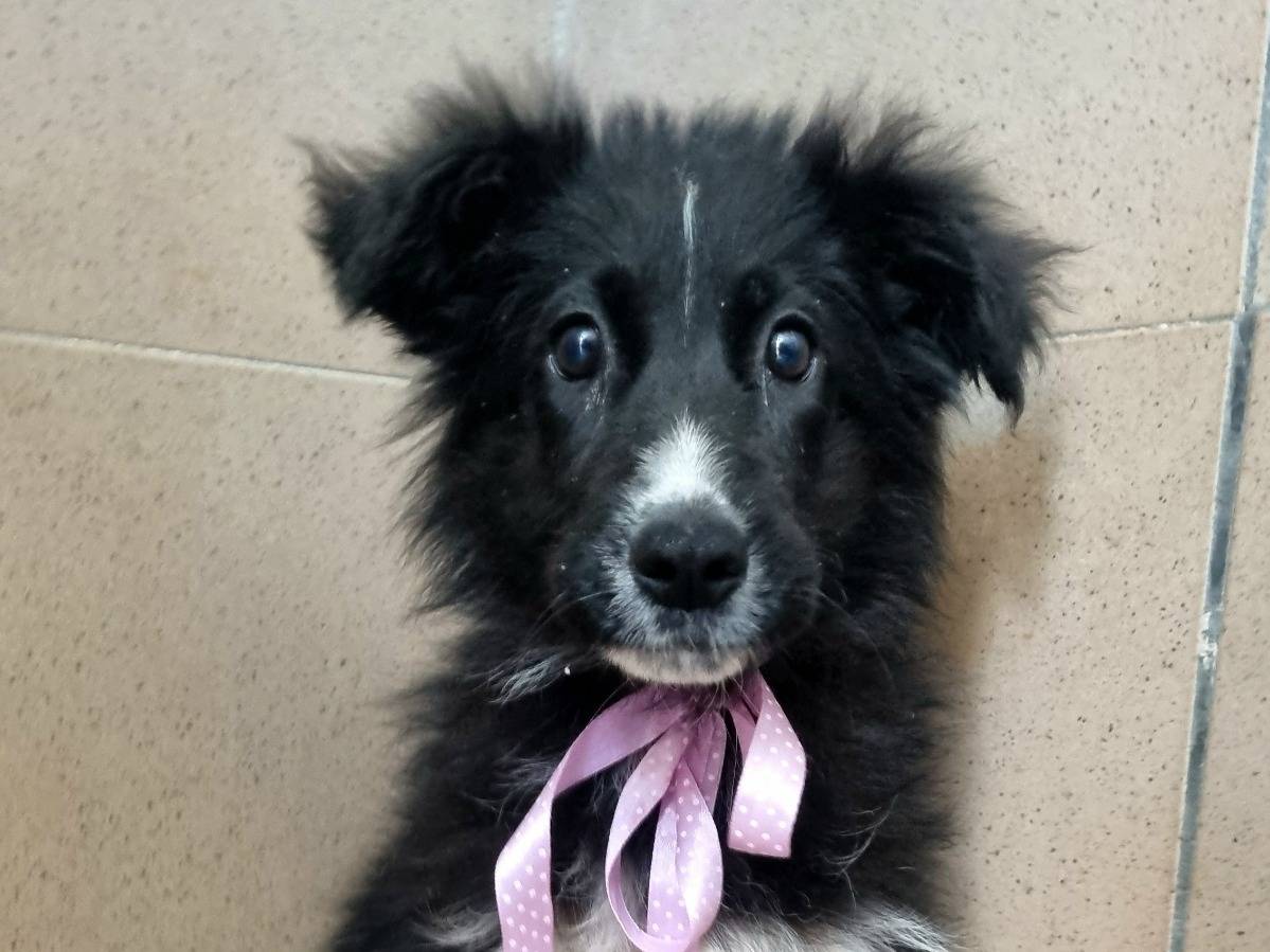 Adotta il cane Finferla a Taranto