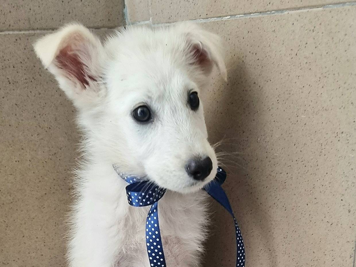 Adotta un cane, maschio, 3 mesi, Taranto