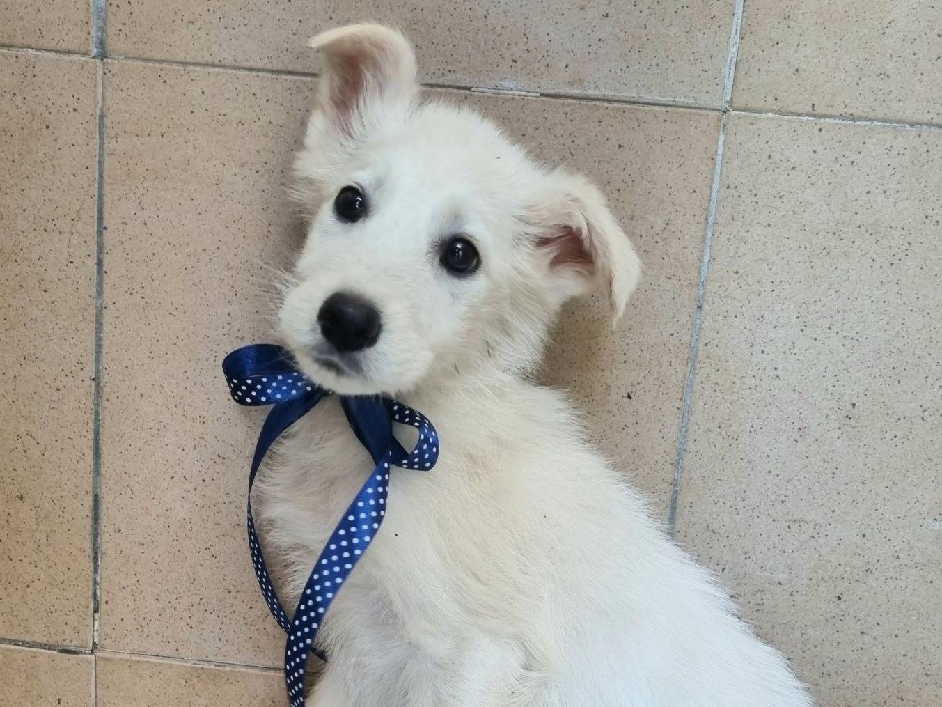Vuoi adottare un cane a Taranto?