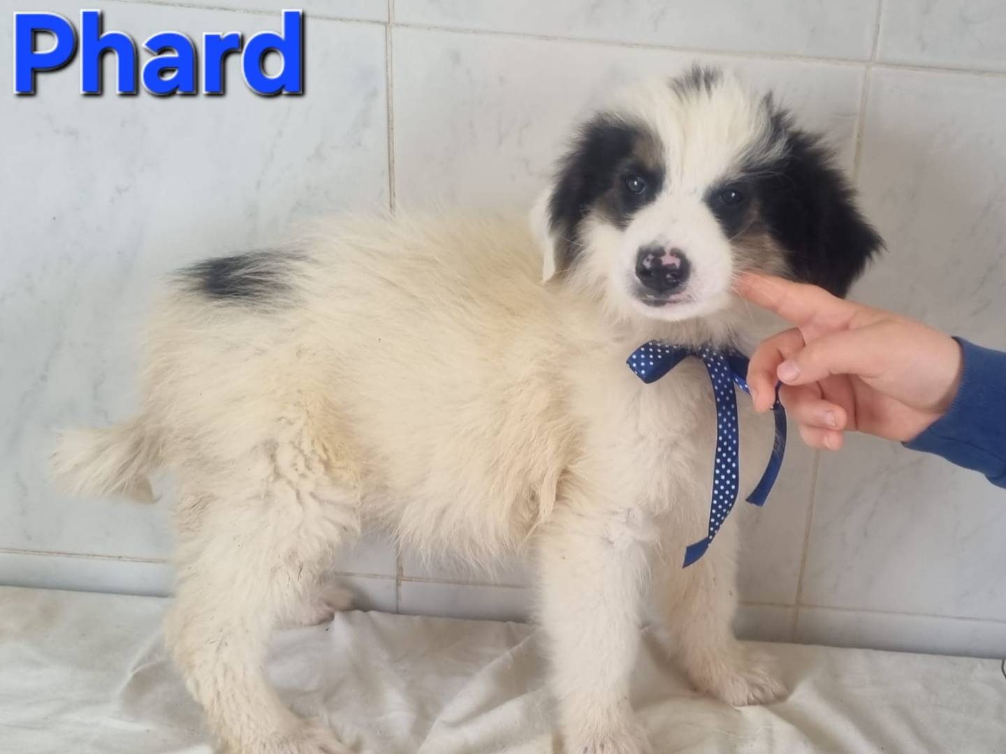Adotta un cane, taglia media, maschio, Taranto