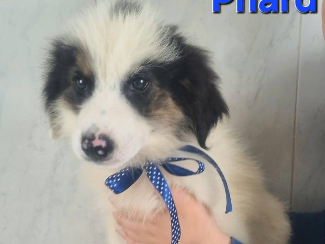 Vuoi adottare un cane a Taranto?